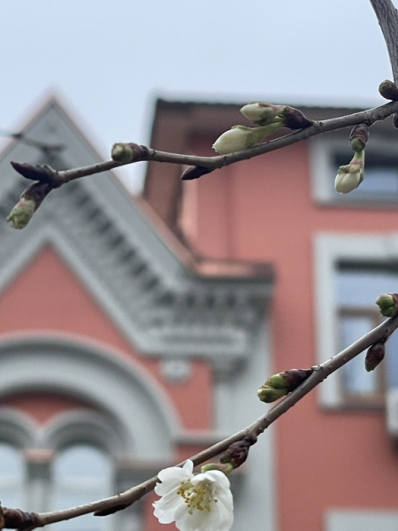 сакура сакура, сакури Київ, у Києві зацвіли сакури dqxikeidqxitkant