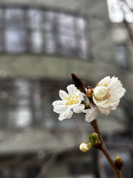 сакура сакура, сакури Київ, у Києві зацвіли сакури