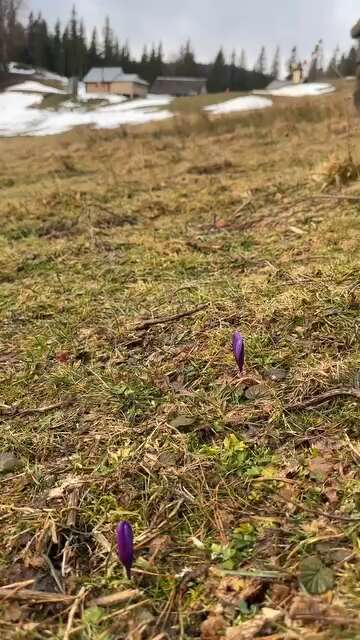 В горах на Прикарпатье среди зимы зацвели первые крокусы. Фото и видео dqxikeidqxitkant