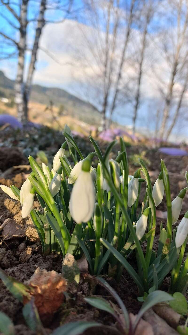 В горах на Прикарпатье среди зимы зацвели первые крокусы. Фото и видео