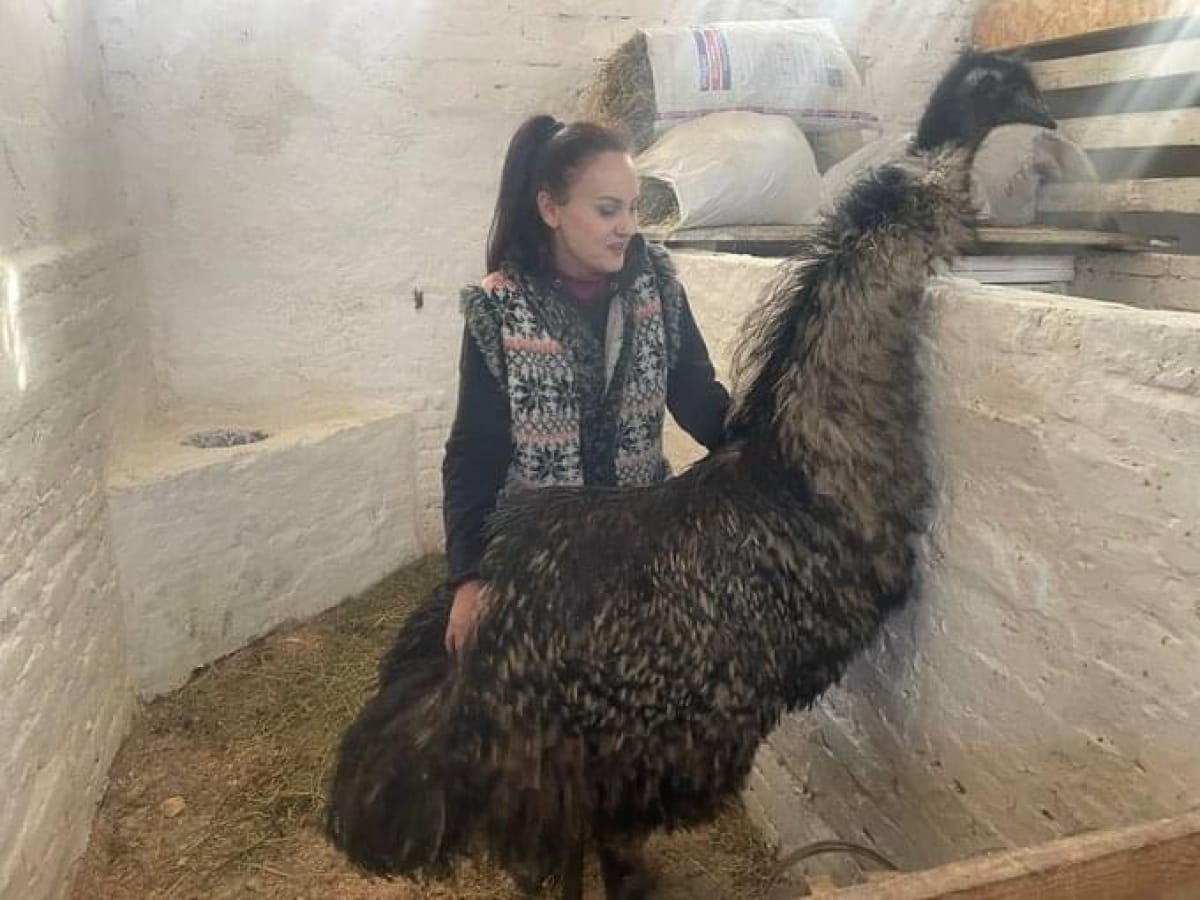 Страус Лаки dqxikeidqxitkant