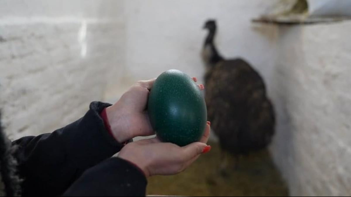 Страус Лаки