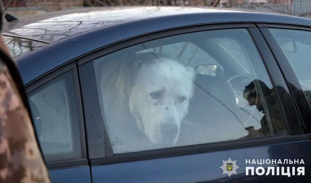 Из Покровска эвакуировали брошенного алабая и нашли ему новый дом