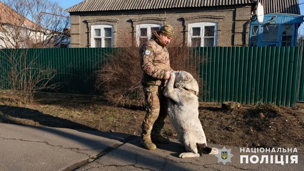 З Покровська евакуювали покинутого алабая і знайшли йому новий дім
