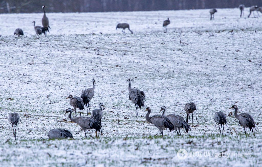 На Закарпатті посеред зими помітили близько 1000 журавлів. Фото і відео природної аномалії dqxikeidqxiqqeant