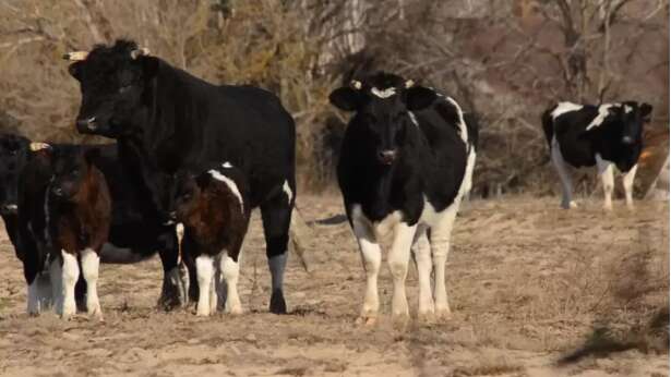 В Чернобыльской зоне появилось стадо диких коров. / ©  dqxikeidqxitkant