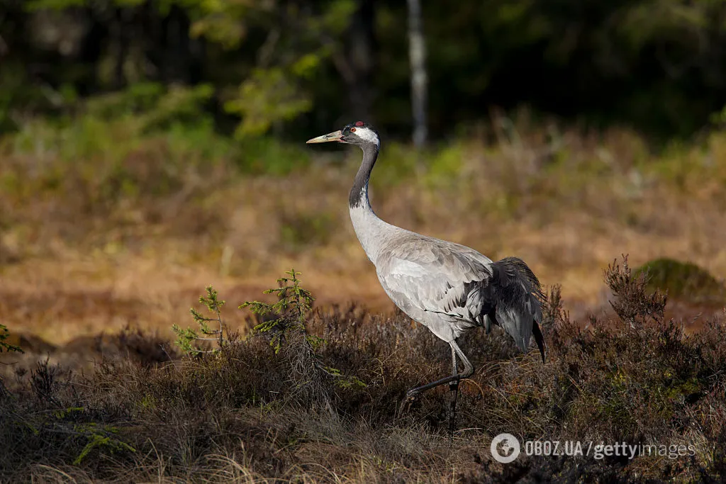 Рідкісного птаха з Червоної книги України помітили на Хмельниччині. Відео
dqxikeidqxiqqeant