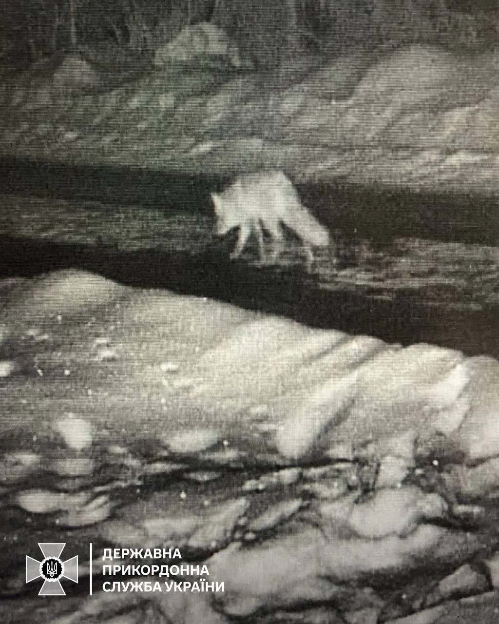 Хищники бродят в поисках добычи: пограничники предупредили об опасности на высокогорье. Фото