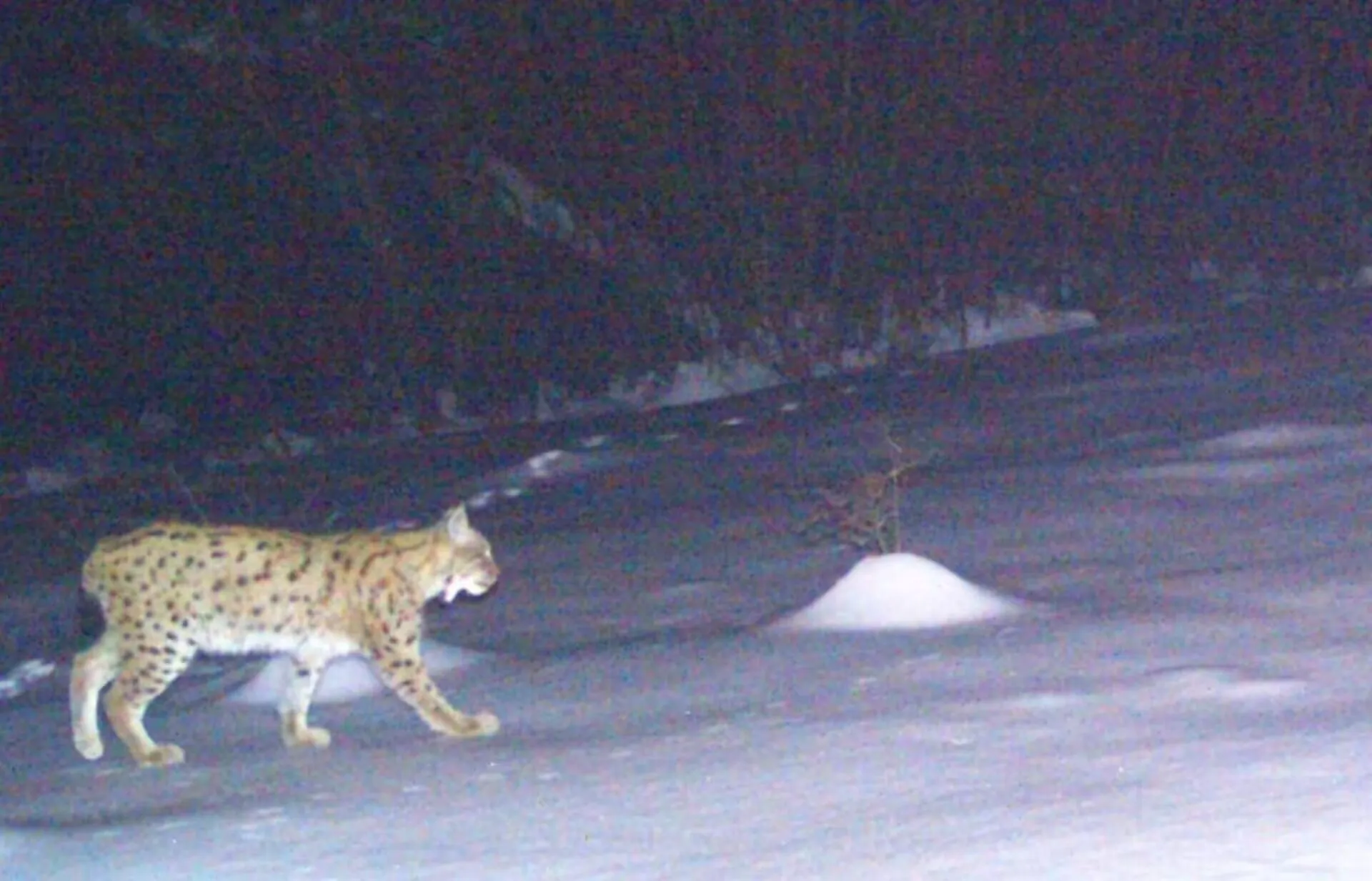 Хищники бродят в поисках добычи: пограничники предупредили об опасности на высокогорье. Фото