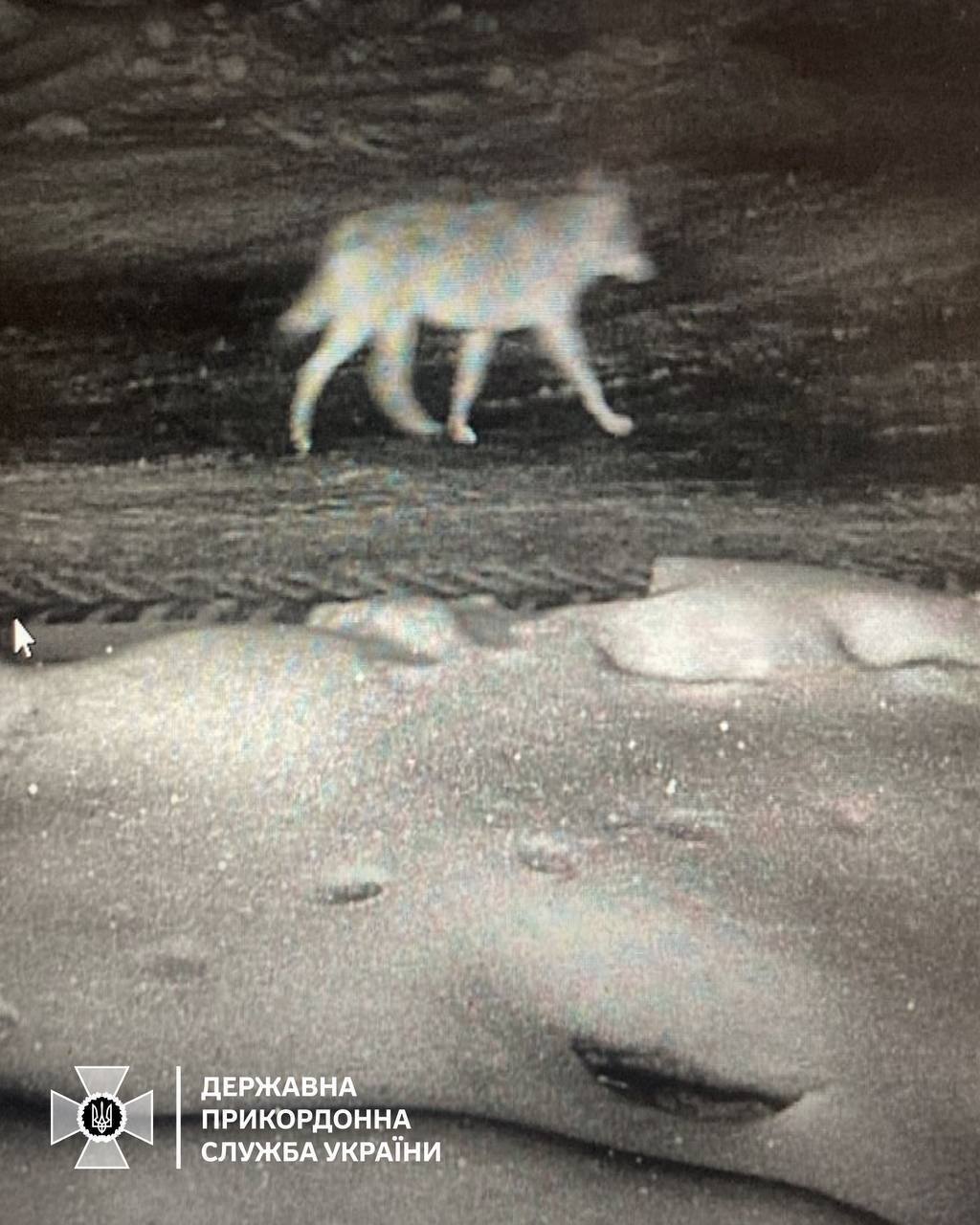     :      ’.  dqxikeidqxitkant