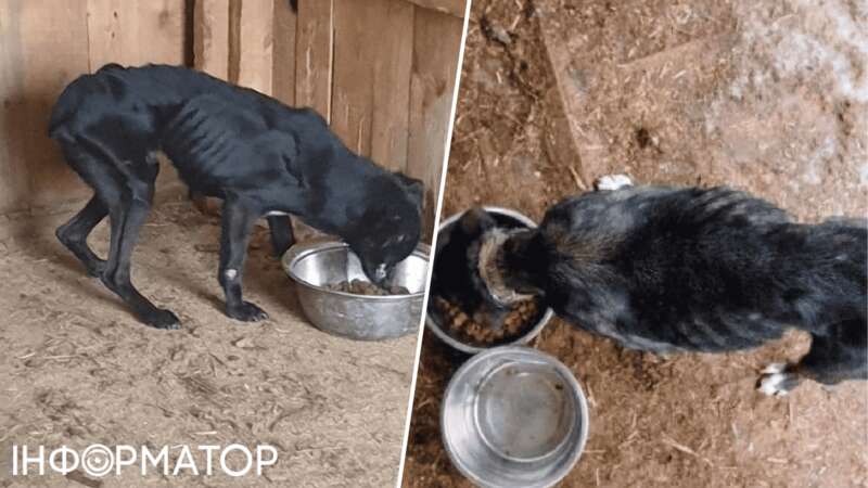 животные приют собаки жестокое обращение dqxikeidqxitkant