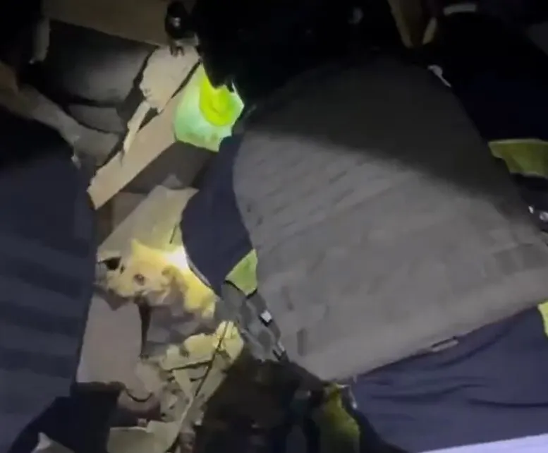 In Sumy region, rescuers pulled a dog out from under the rubble after a night attack by the enemy. Video dqxikeidqxitkant
