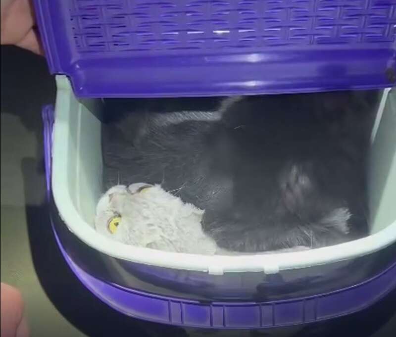 :  dqxikeidqxiqqeant