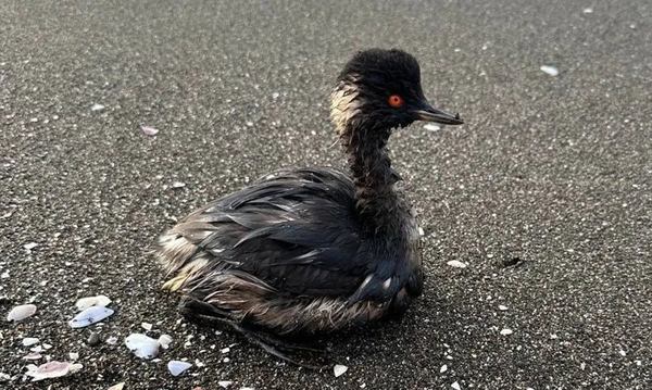 Забруднений мазутом птах на узбережжі біля грузинського селища Шекветілі, 1 січня 2025 року (фото волонтерів)