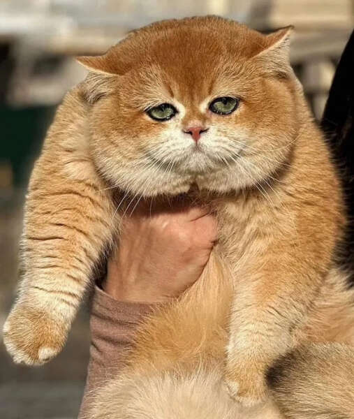 Котик за 290 тысяч гривен продается в Киеве dqxikeidqxitkant