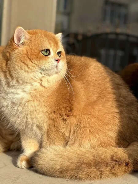 Котик за 290 тысяч гривен продается в Киеве