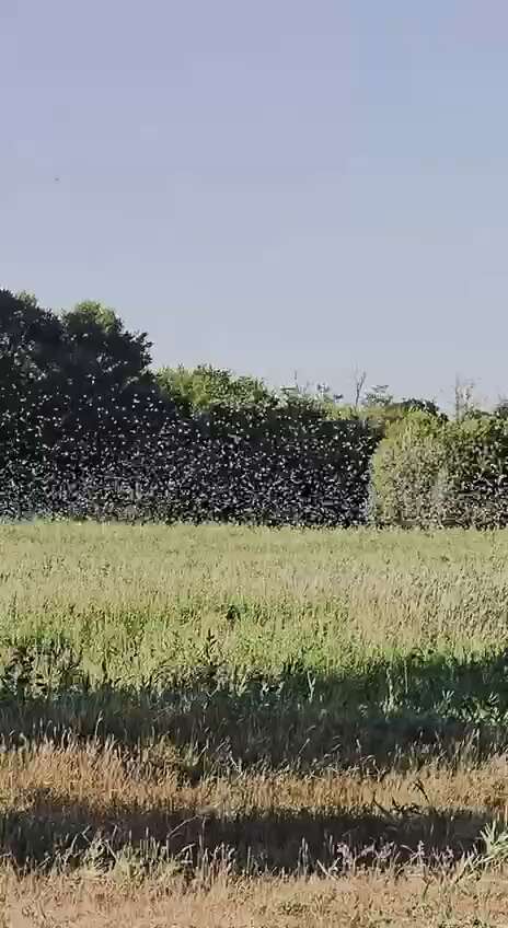 В Никополе зафиксировали огромную стаю саранчи: есть ли причины паниковать из-за dqxikeidqxitkant