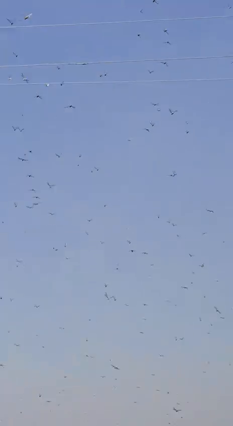 В Никополе зафиксировали огромную стаю саранчи: есть ли причины паниковать из-за