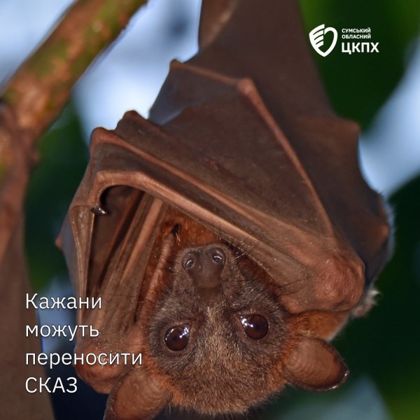 Кажани в Україні можуть бути безсимптомними носіями сказу dqxikeidqxiqqeant