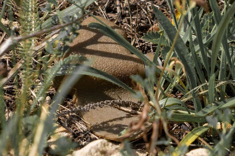 Россия сбросила на жилые кварталы Херсона мины- dqxikeidqxiqqeant