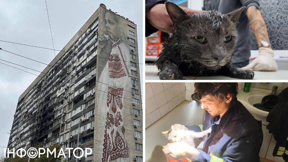 Із будинку з муралом на Печерську, куди влучив Шахед, врятували котяче тріо dqxikeidqxitkant