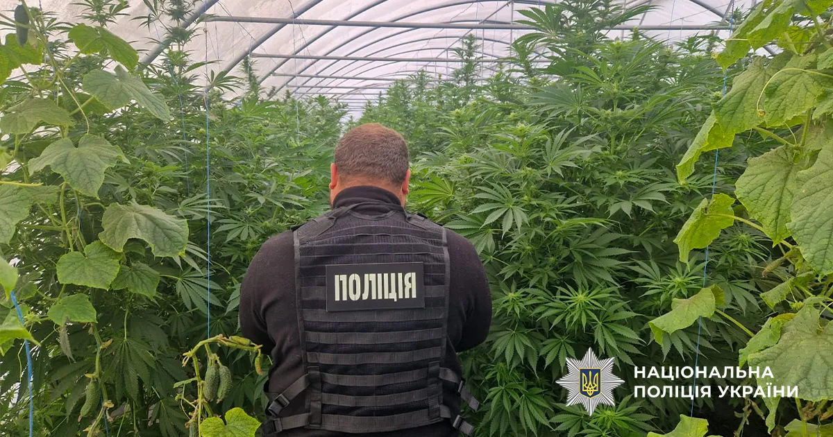 image dqxikeidqxitkant