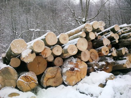 Зацените масштабы. В Воловце лес-кругляк "пакуют" и пилят необьятными масштабами (ФОТО) Зацените масштабы. В Воловце лес-кругляк "пакуют" и пилят необьятными масштабами (ФОТО)