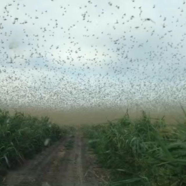 01 dqxikeidqxiqqeant