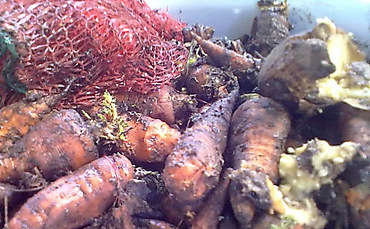 Даме - особняки, детям - гнилая морковка: история успеха Надежды Шуличенко - Copyright https://news.pn dqxikeidqxitkant