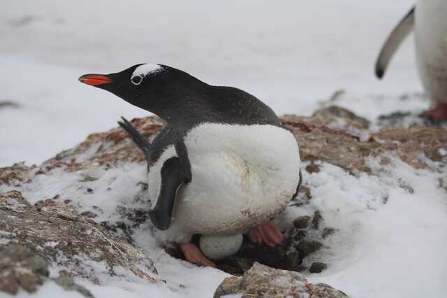 04.11.2024 -  dqxikeidqxiqqeant